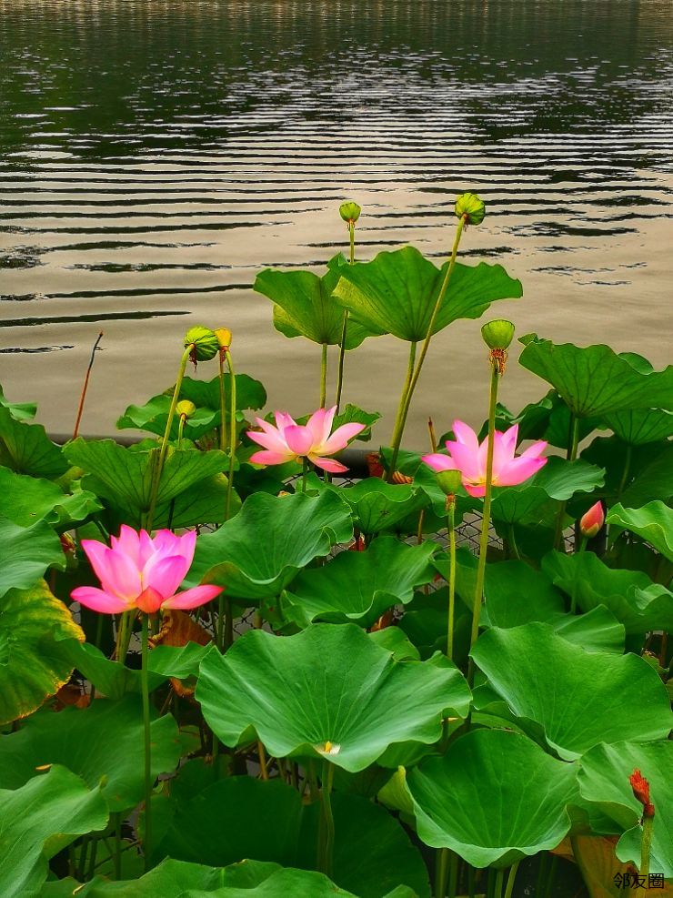 【青山绿水总是情】   后海荷花池
