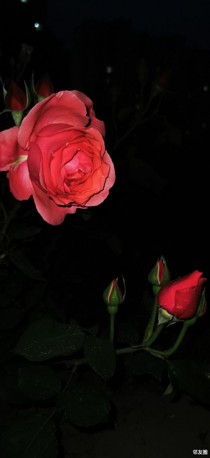 夜晚的月季花