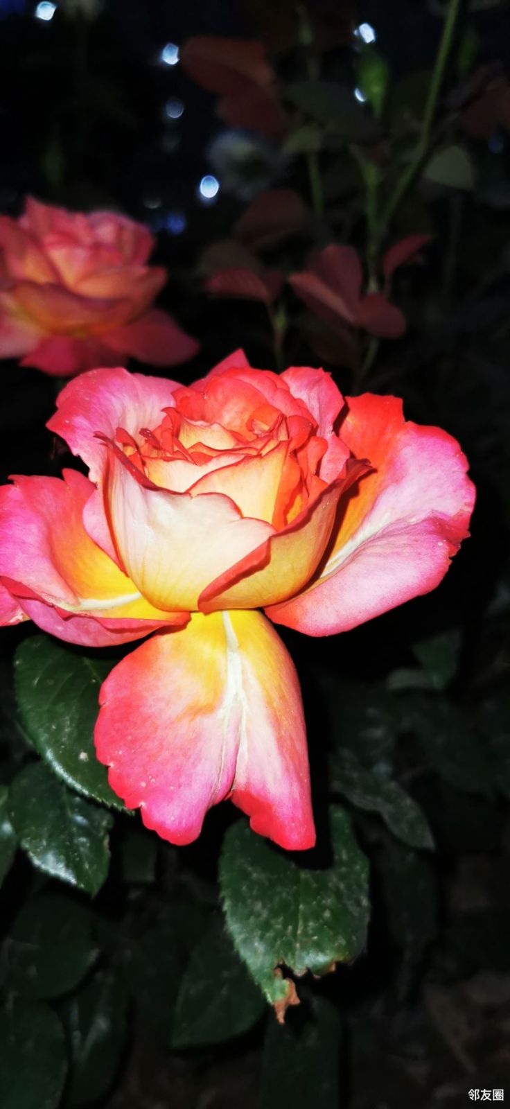 夜晚的月季花