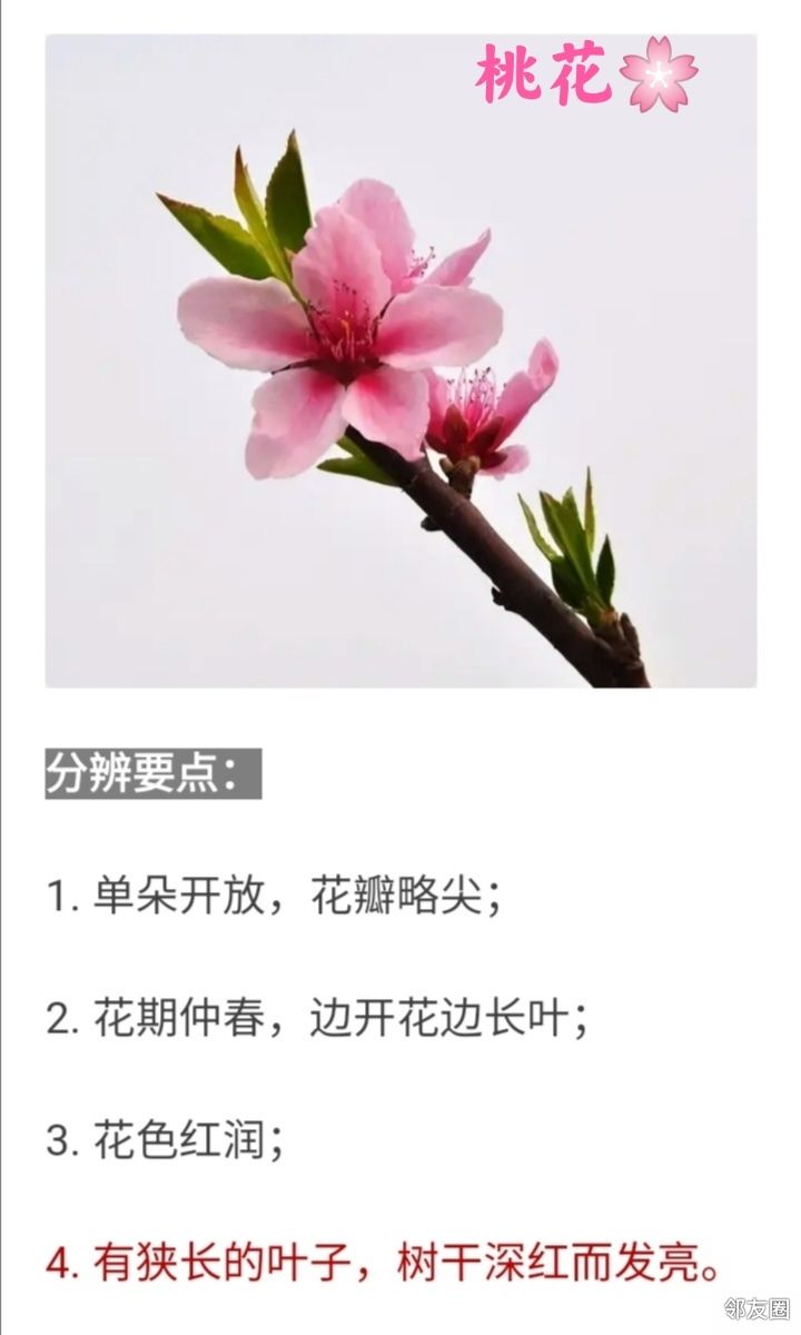 花开三月简谱_三月桃花心中开简谱(2)