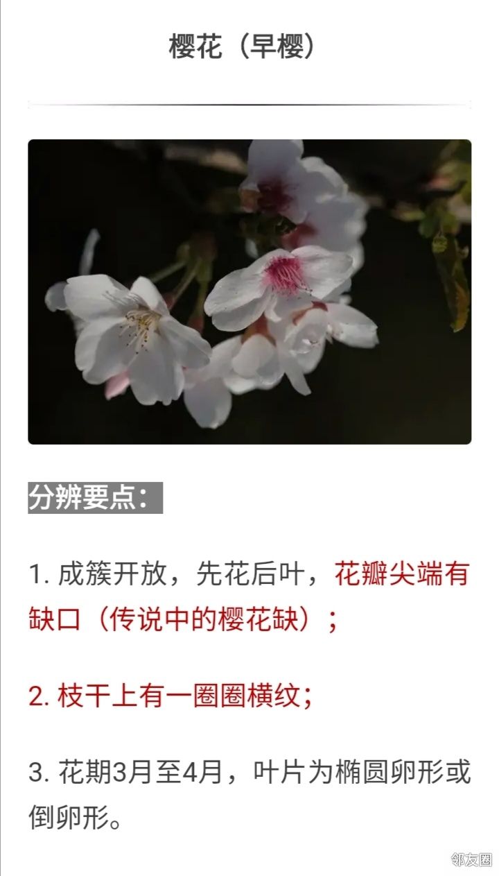 花开三月简谱_三月桃花心中开简谱(2)