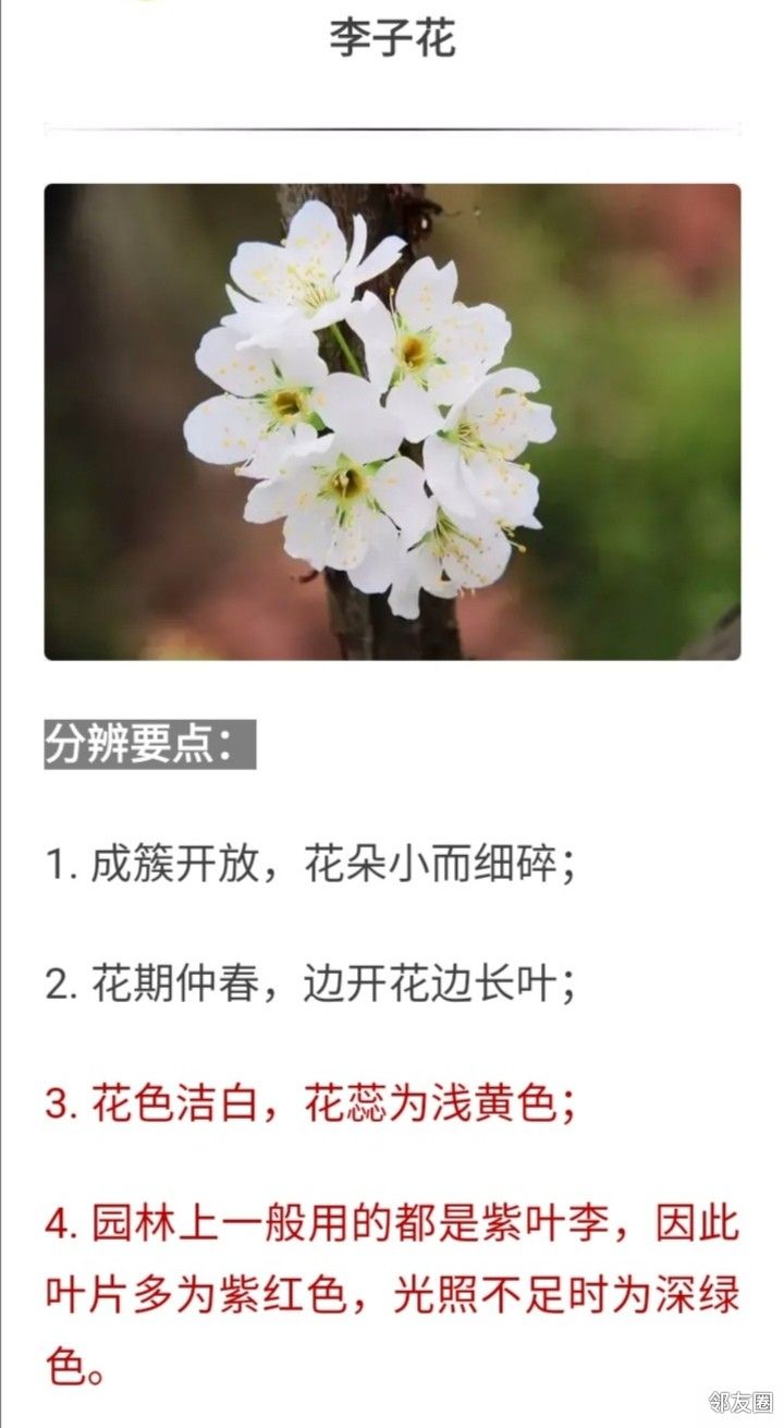 花开三月简谱_三月桃花心中开简谱(2)