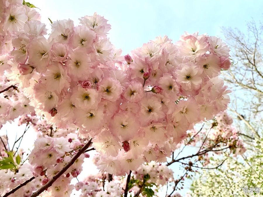 芳菲四月# 最美樱花季之耿丹学院