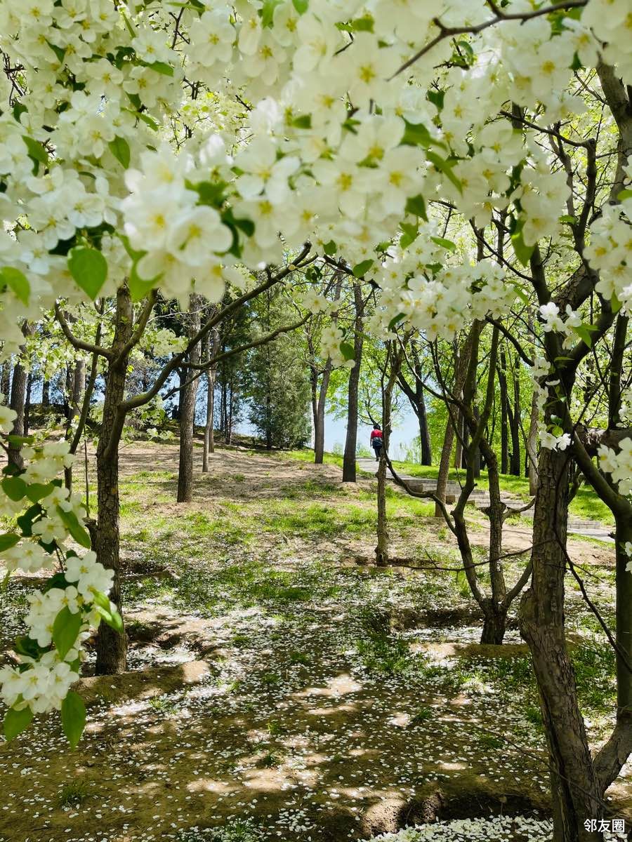 忽如一夜春风来千树万树梨花开北小河的梨花正盛一片雪白犹如漫天飞雪