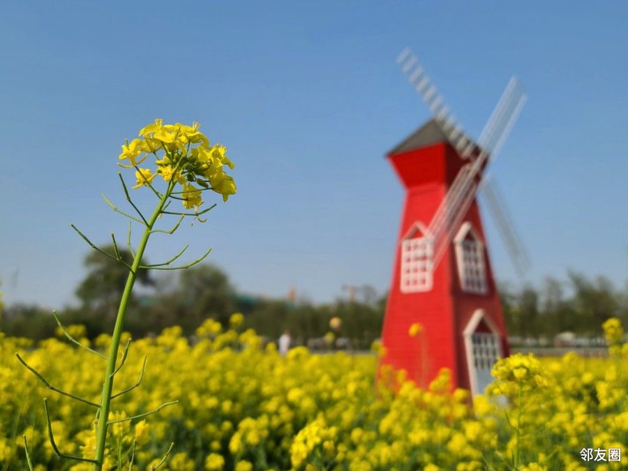 元 #芳菲四月#              丰台王佐镇怪村盛放的油菜花