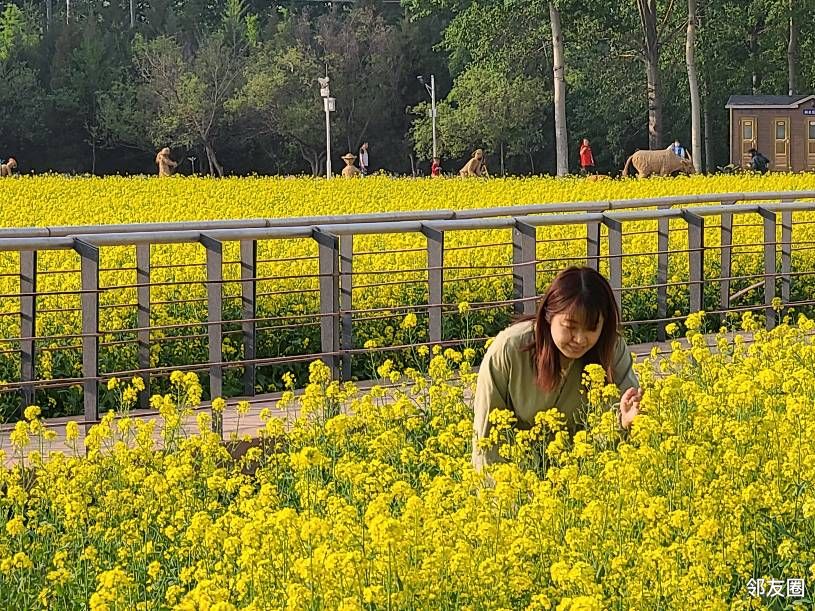 芳菲四月#怪村百亩油菜花海竞相绽放,是踏青赏花的绝佳去处!