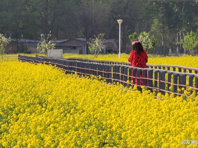 芳菲四月#怪村百亩油菜花海竞相绽放,是踏青赏花的绝佳去处!