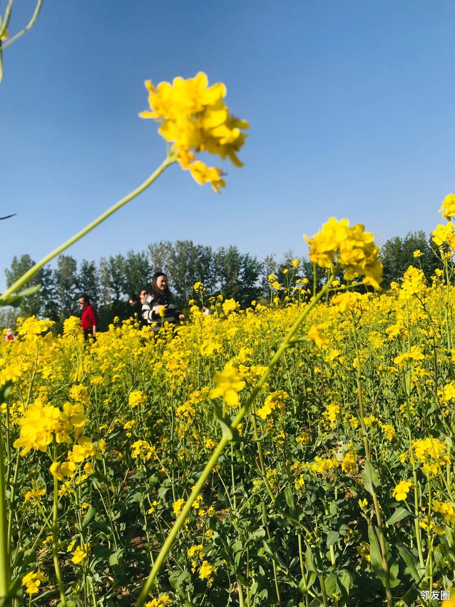 春游好时节平谷峪口那片油菜花海真美