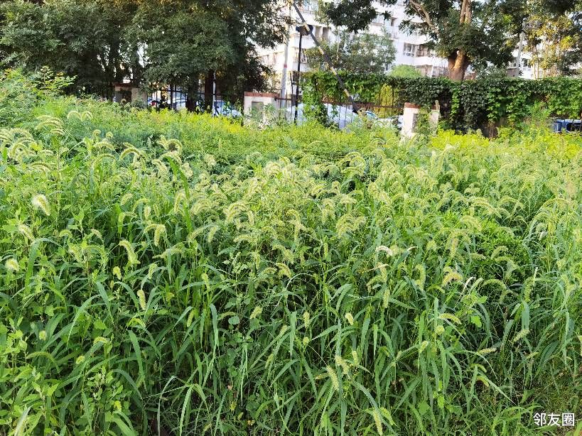 今年雨水多,牛尾巴草长的真好