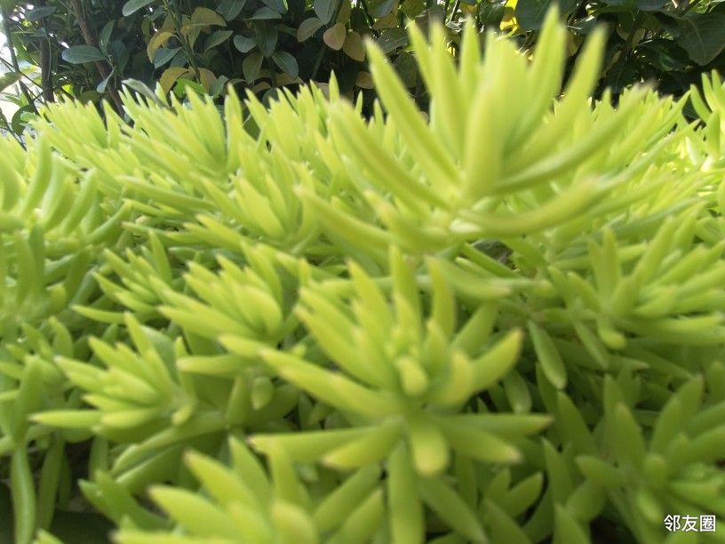 万年草,小叶刀掀草《福建民间草药》, 金枪药《江西民间草药》, 狗牙