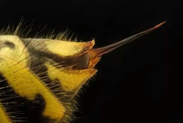 黄蜂刺黄文炳图片