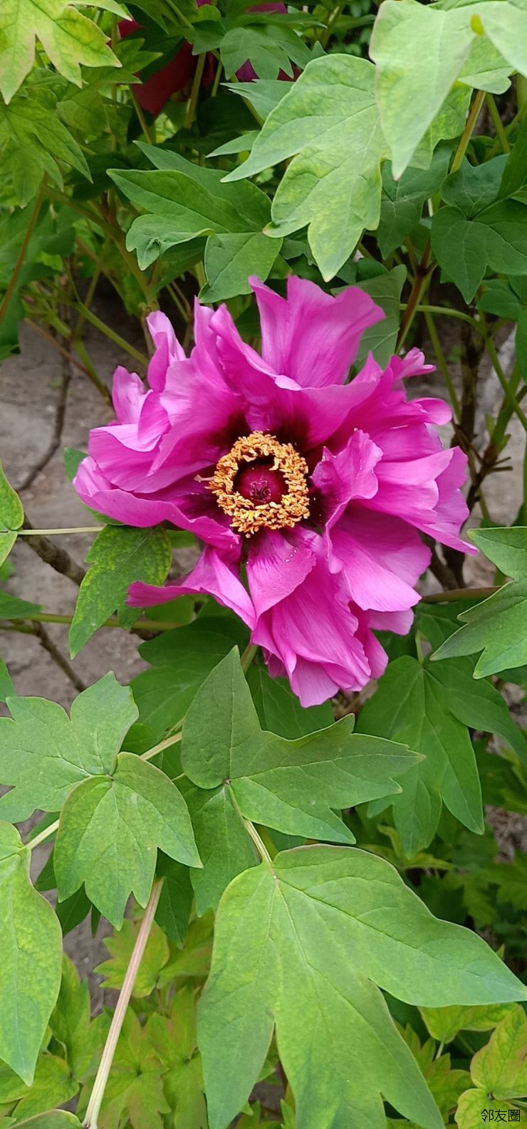 四月杂谈手机版,四月杂谈手机版下载 四月杂谈手机版,四月杂谈手机版下载