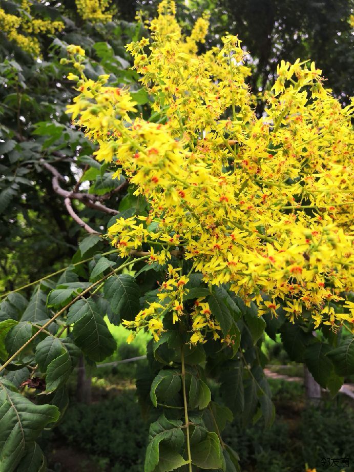 晒端午假期花黄