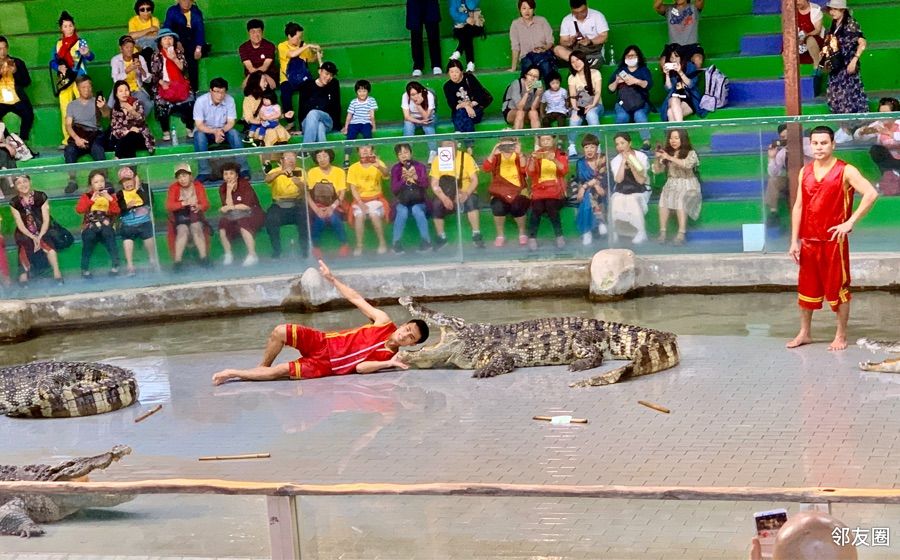 惊险刺激的人和鳄鱼表演 望京街(北京市朝阳区)