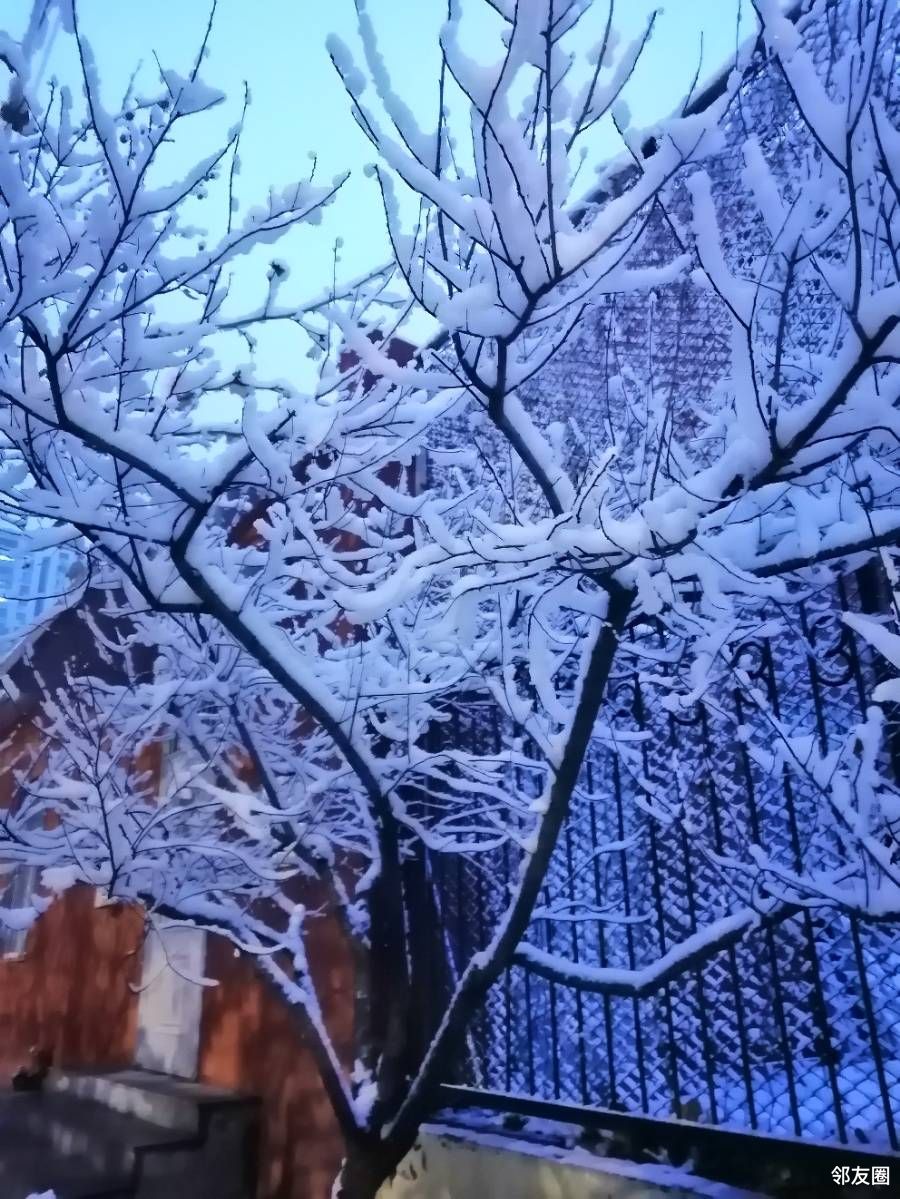 我拍我秀真的下雪啦一场真正的白白胖胖的雪2020年第一场雪