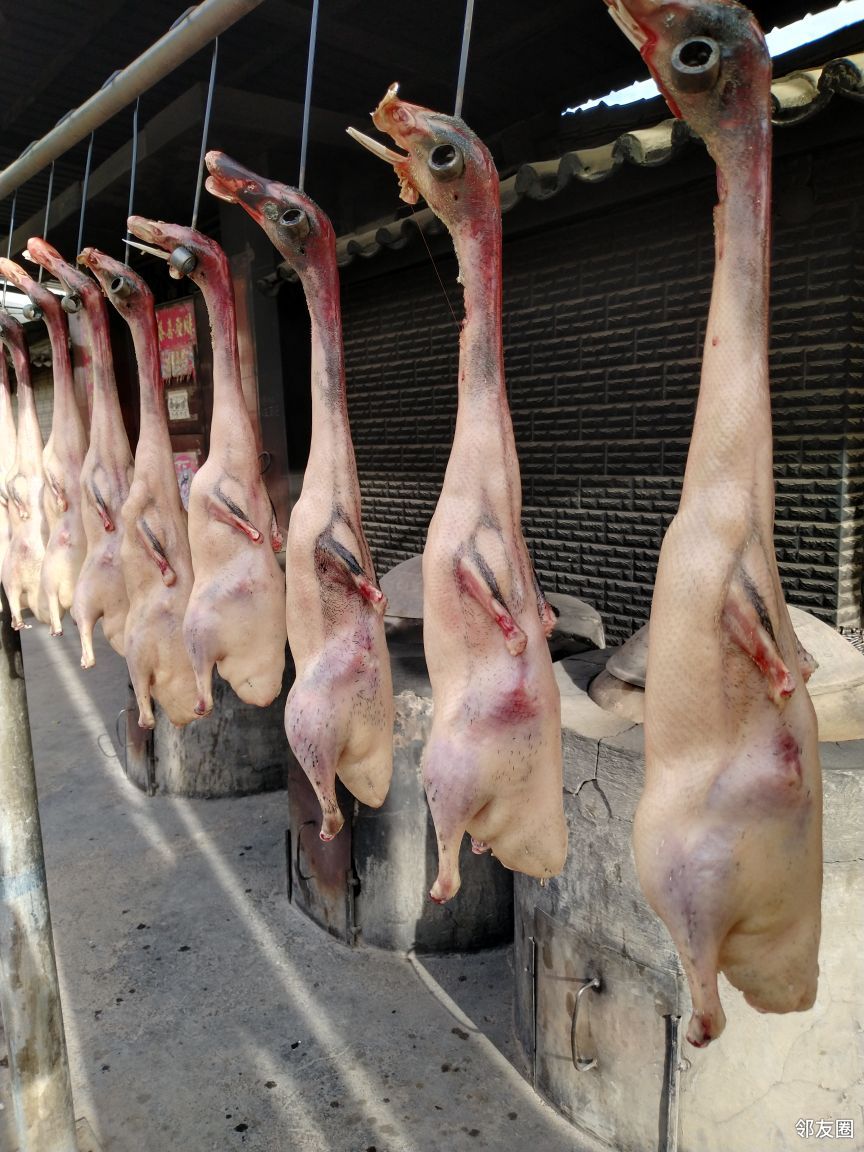 宜良南羊小麻鸭