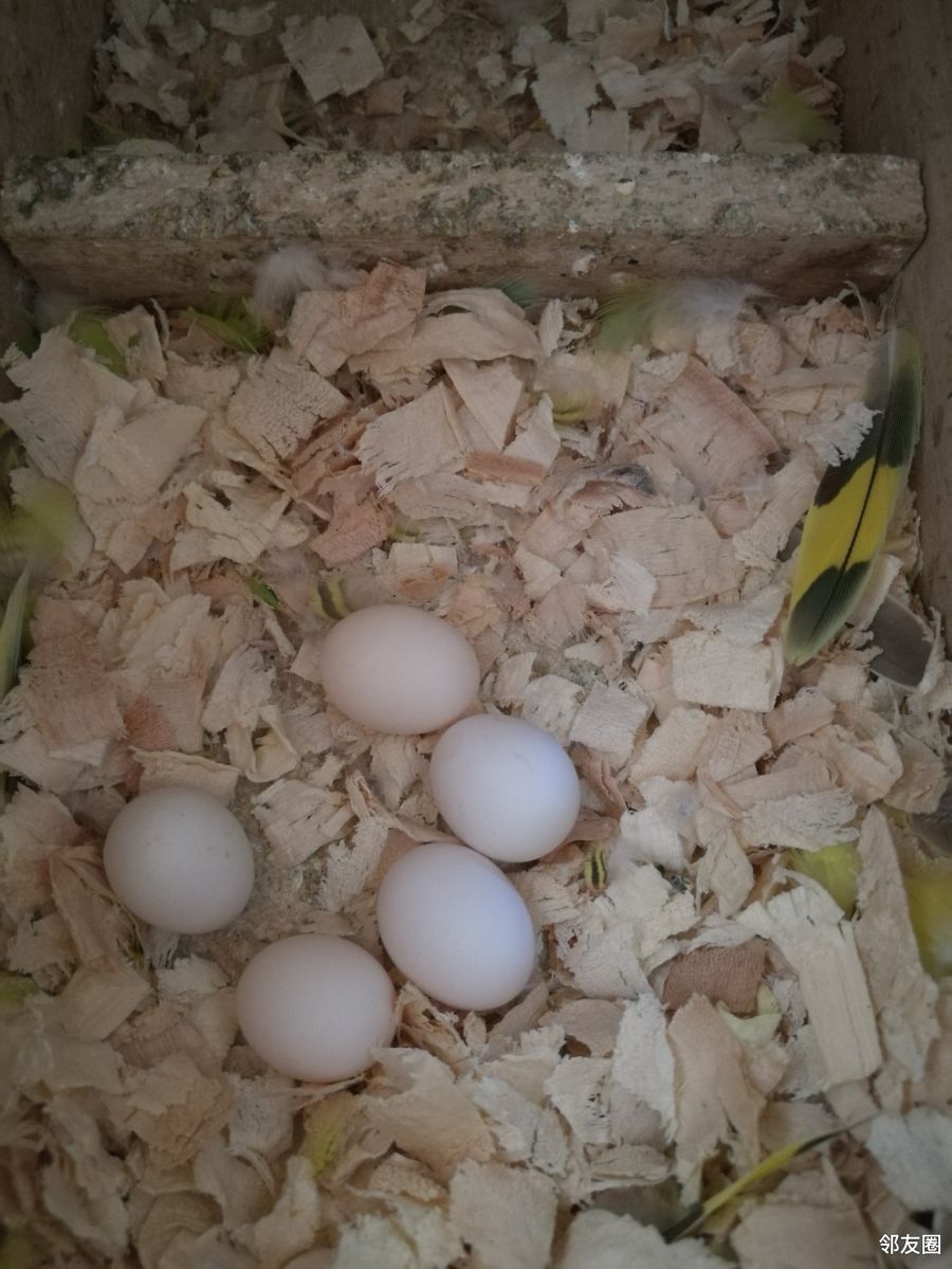鹦鹉妈妈又下了一窝蛋,5个,正在孵化中.