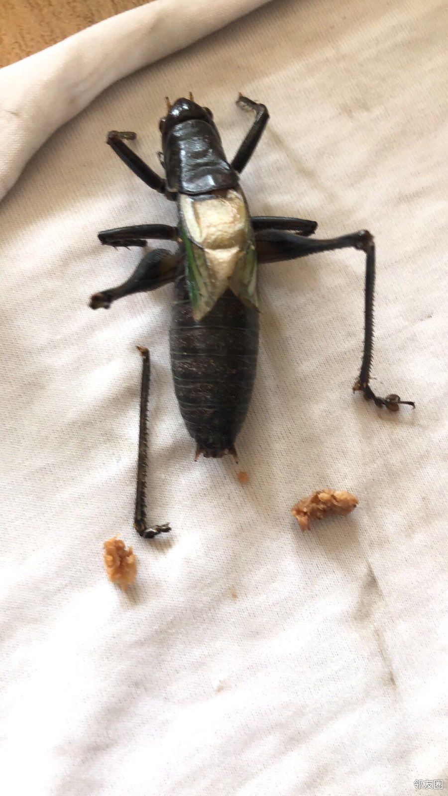 蝈蝈已活了110天了,胳膊大腿都没了,还在叫个不停