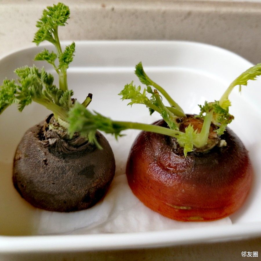 两个胡萝卜叶子长大了,是分开还是继续在一起好呢?