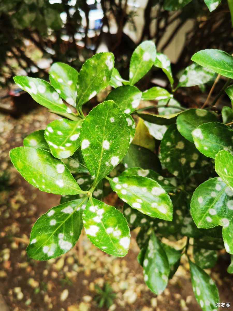 大叶黄杨白粉病无人问津