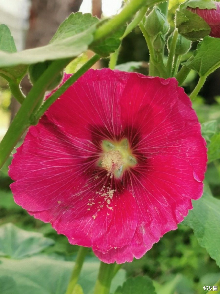 蜀葵是山西省朔州市市花,当地人称"大花".