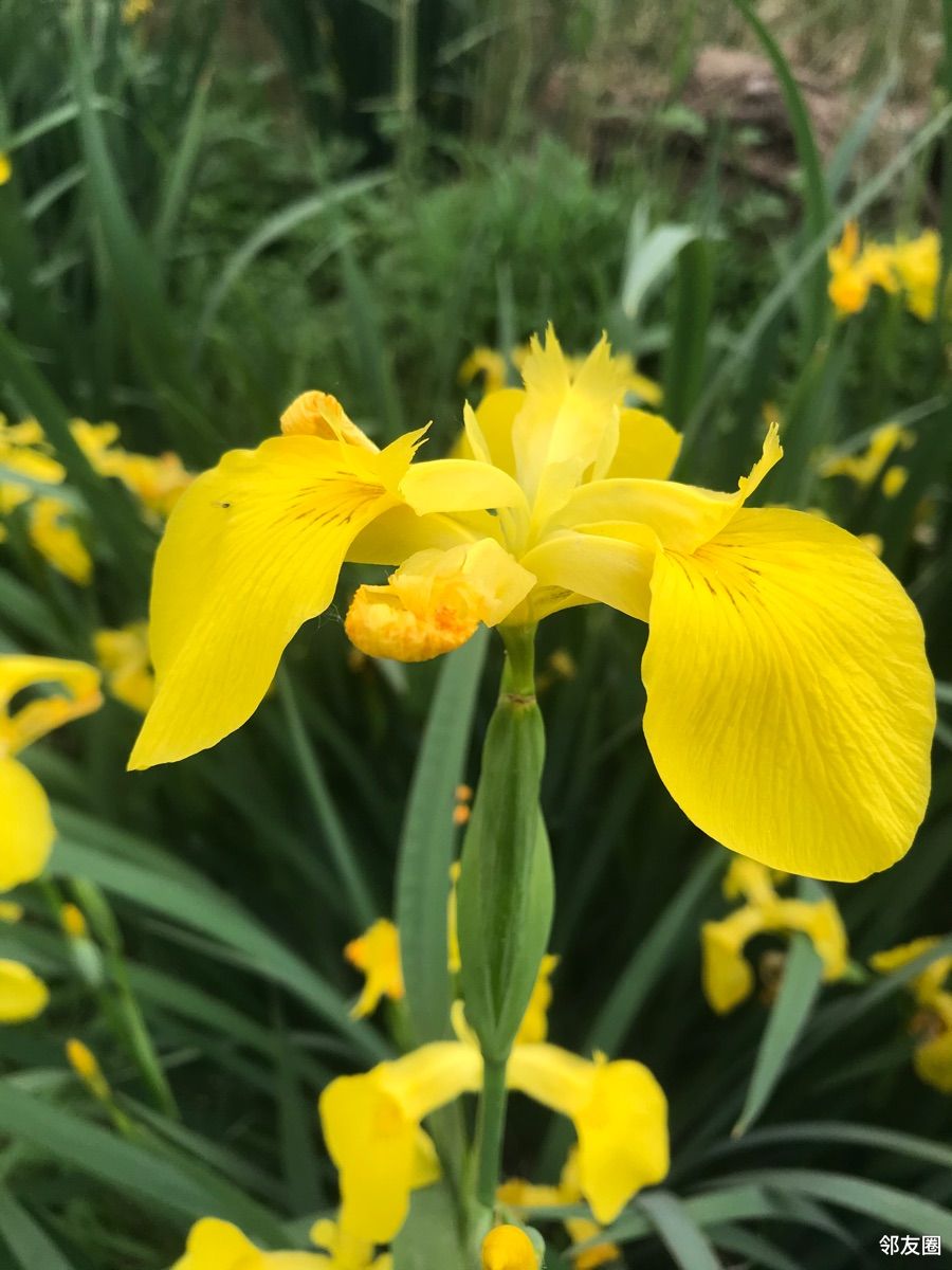 分享一组黄扇鸢尾