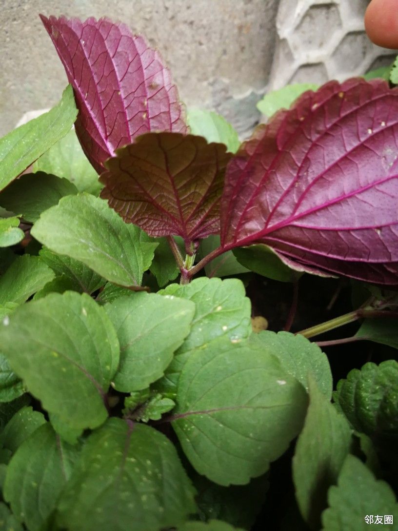 紫苏可食用的紫苏