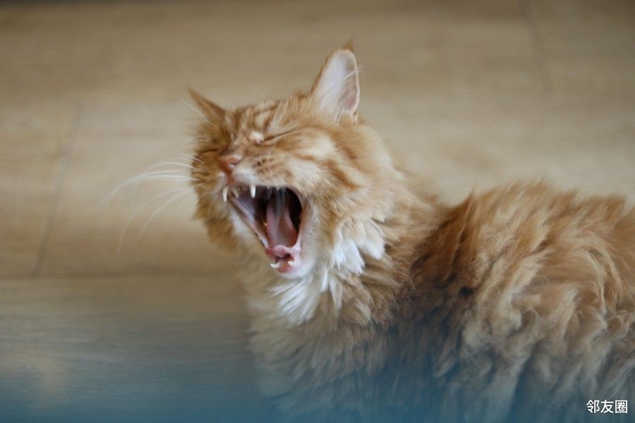 猫咪大张口 - 生活杂谈 - 邻友圈 -