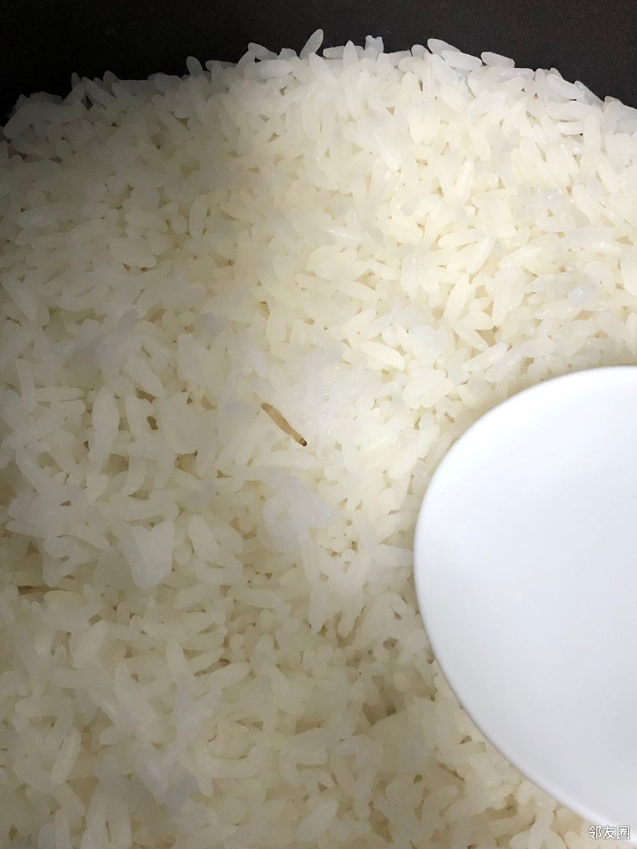 刚在京东买的大米全是虫
