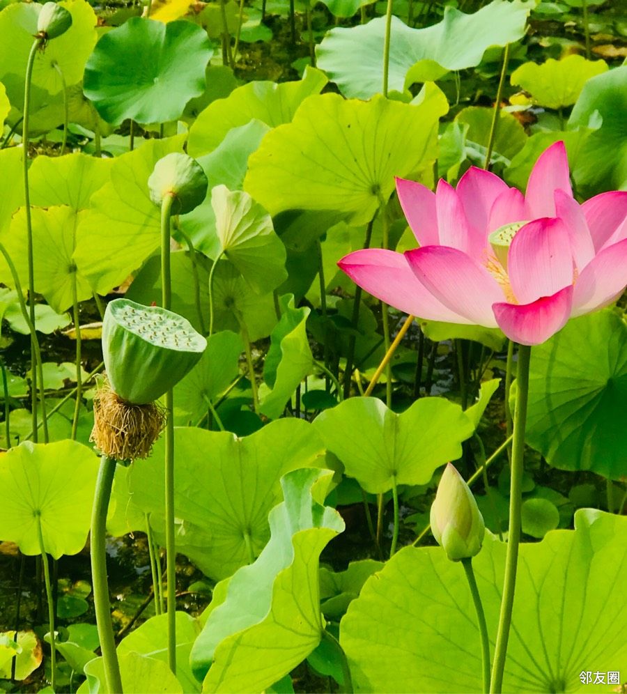 夏季清凉照知了乘凉