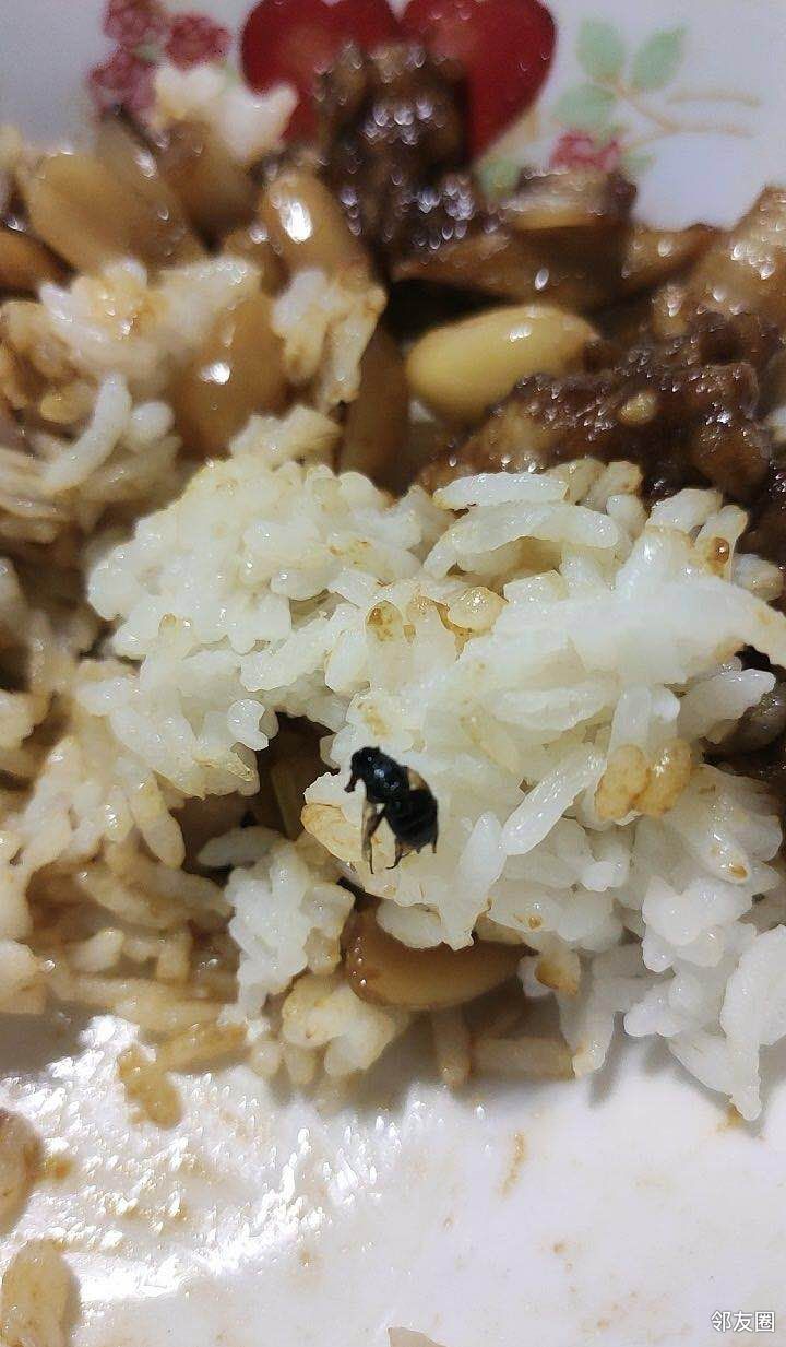 太恶心了,宫保鸡丁里吃出苍蝇,得亏我弄出来放碗里吃