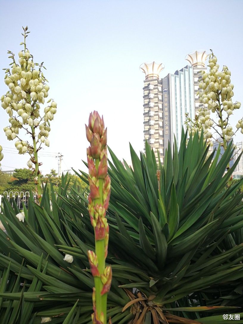 剑麻二次开花了