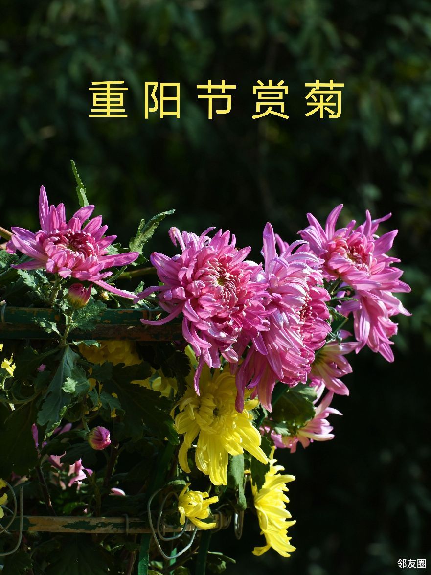 多彩十月重阳节登高赏菊