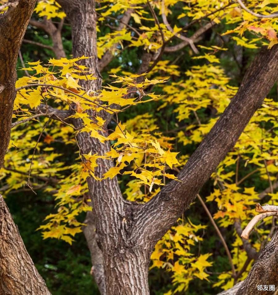 枫树叶黄了
