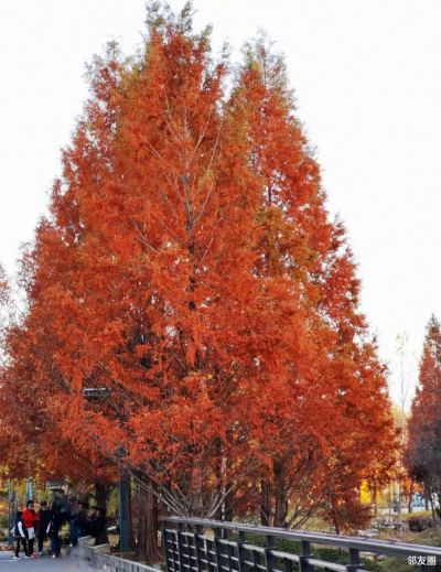 红杉树可高达100米直立挺拔夏绿初冬变红色枝叶细小可单独排列种植也