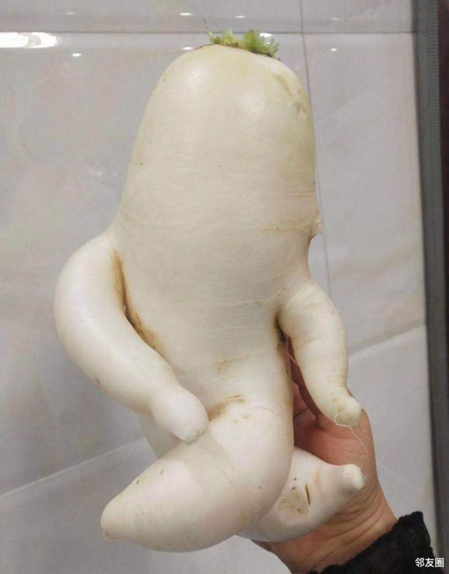 婆婆乡下种的萝卜成精了,变身萝卜人