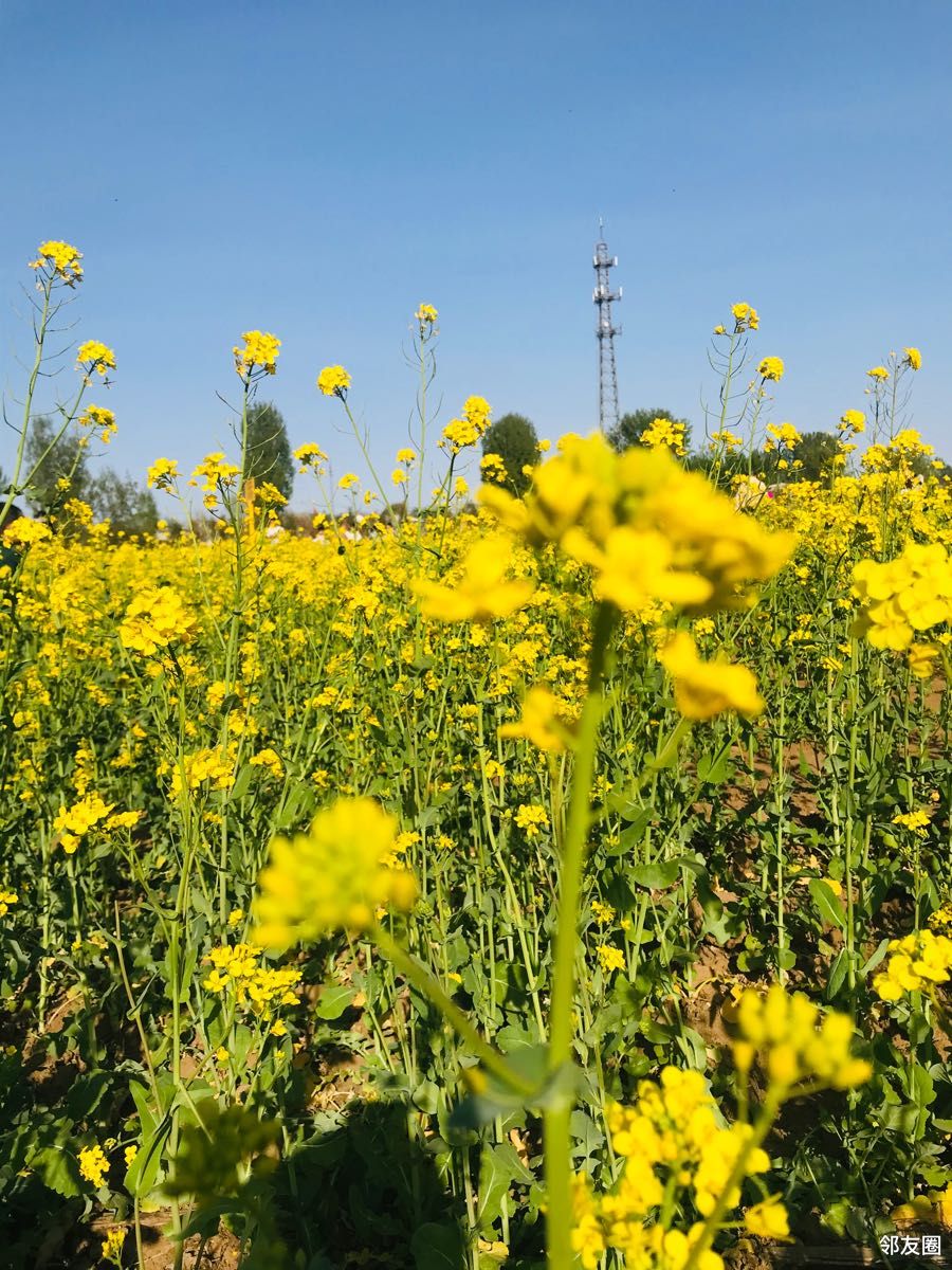 春游好时节平谷峪口那片油菜花海真美