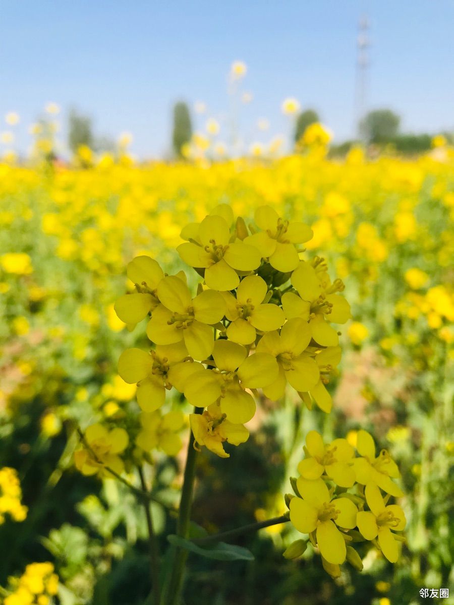 春游好时节平谷峪口那片油菜花海真美