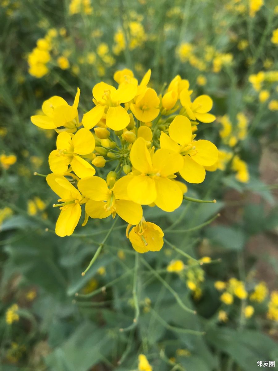 春游好时节平谷峪口那片油菜花海真美