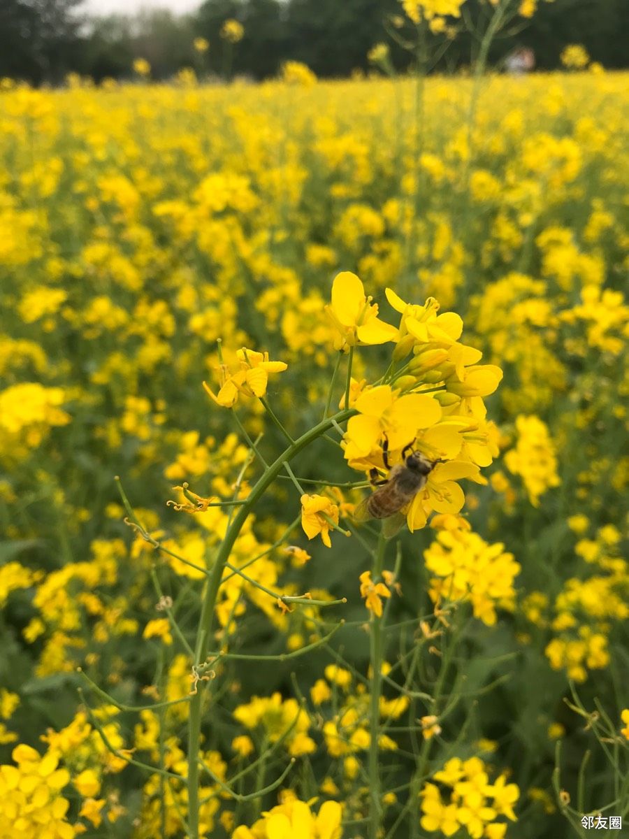 春游好时节平谷峪口那片油菜花海真美