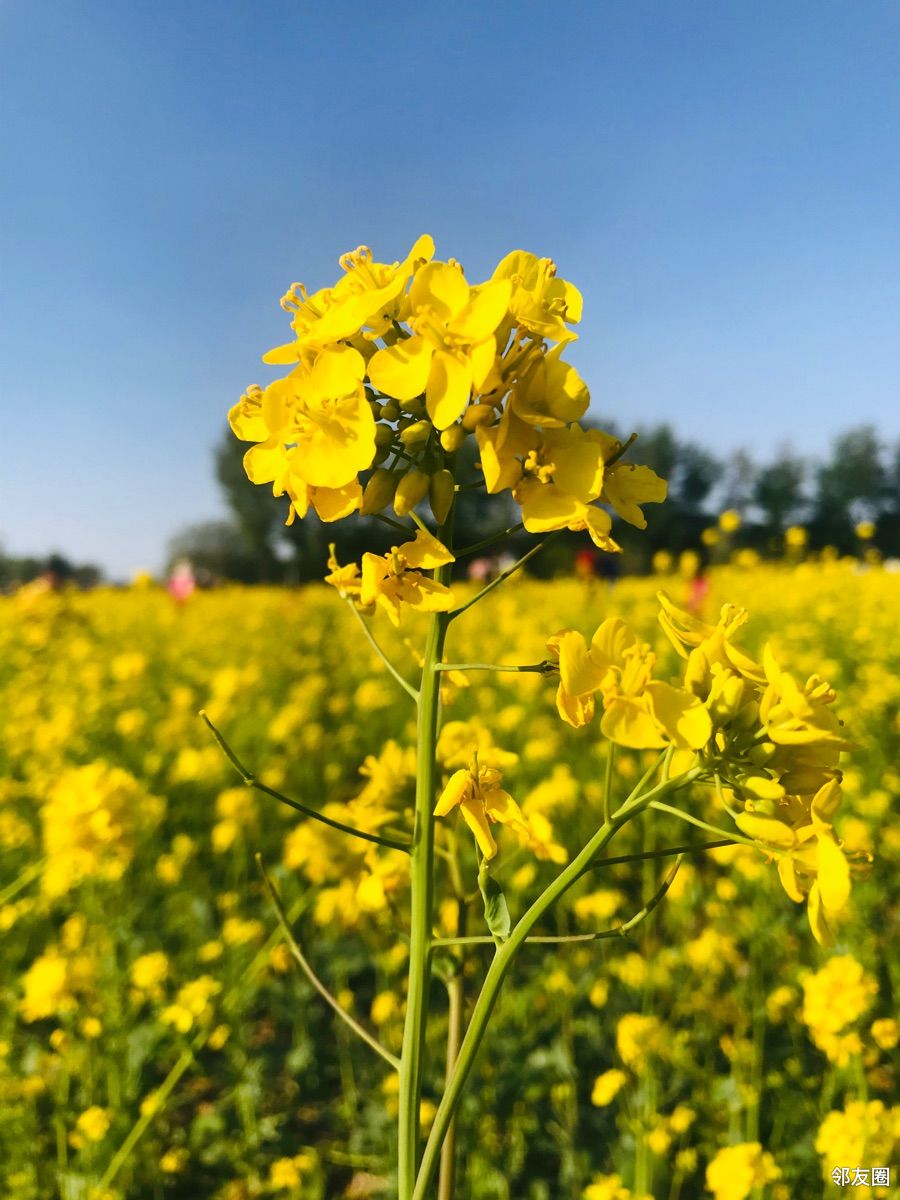 春游好时节平谷峪口那片油菜花海真美