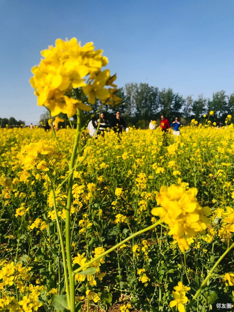 春游好时节平谷峪口那片油菜花海真美