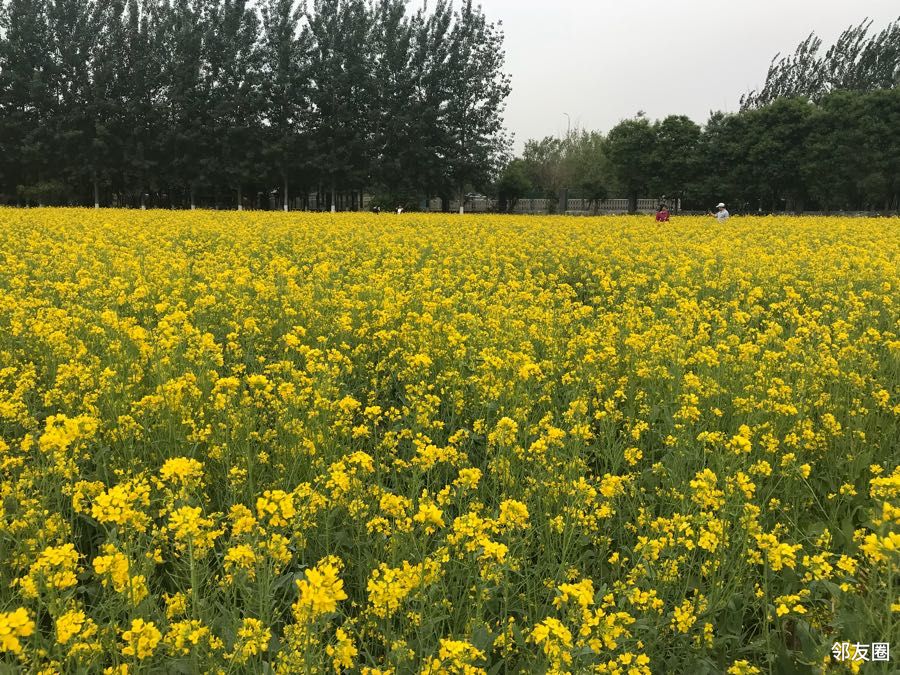 春游好时节平谷峪口那片油菜花海真美