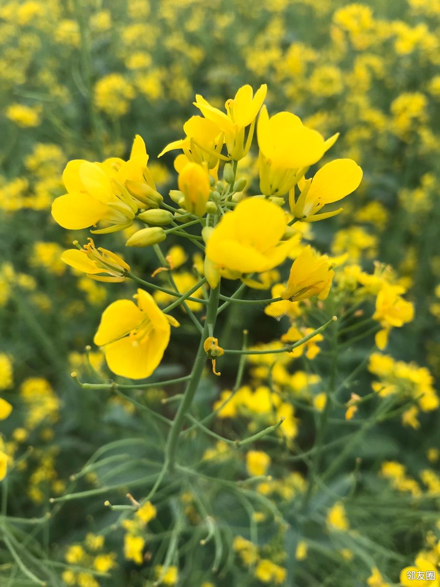 春游好时节平谷峪口那片油菜花海真美