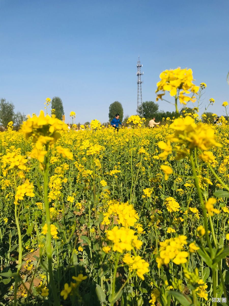 春游好时节平谷峪口那片油菜花海真美