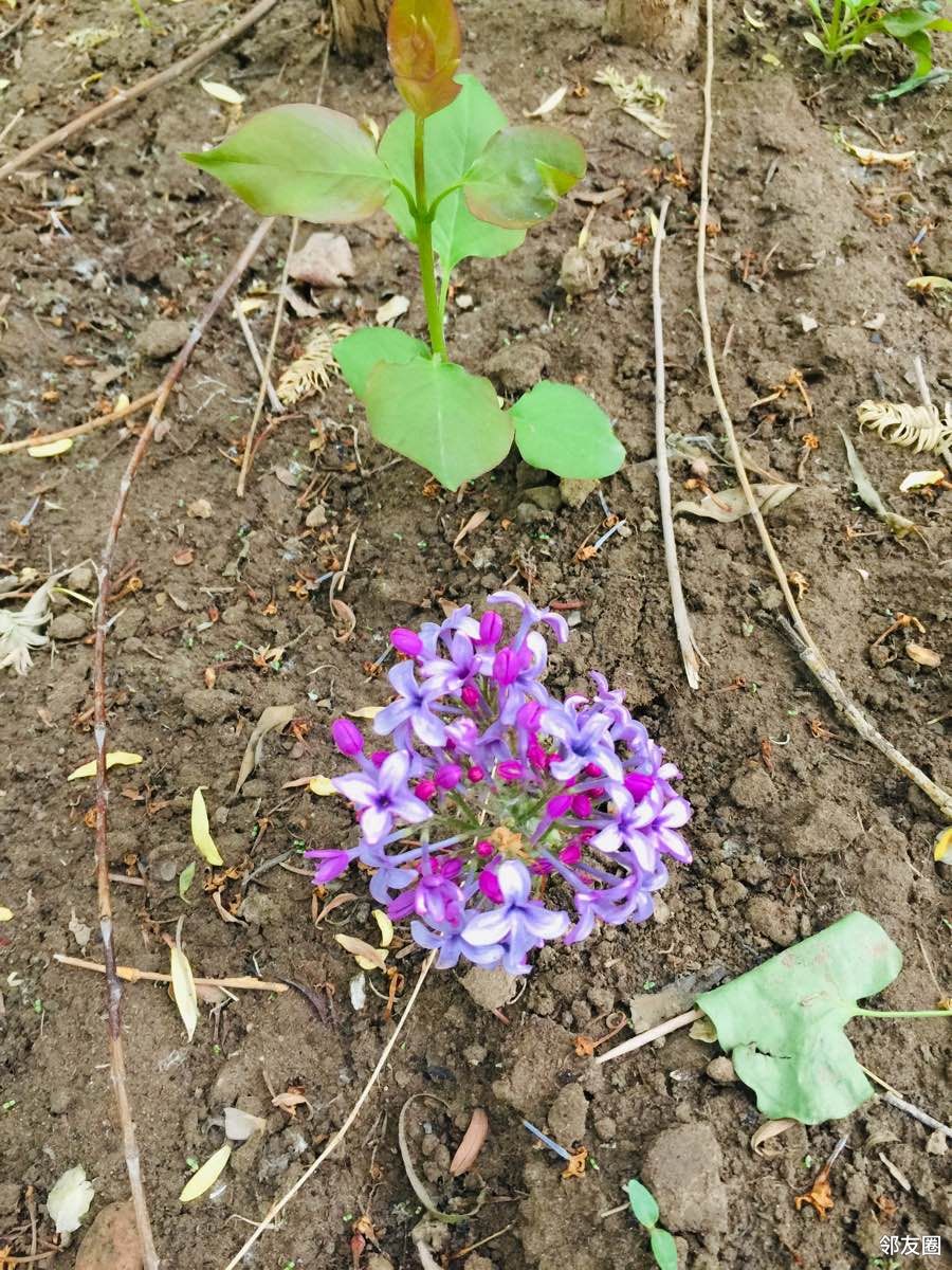 土里钻出来的丁香花