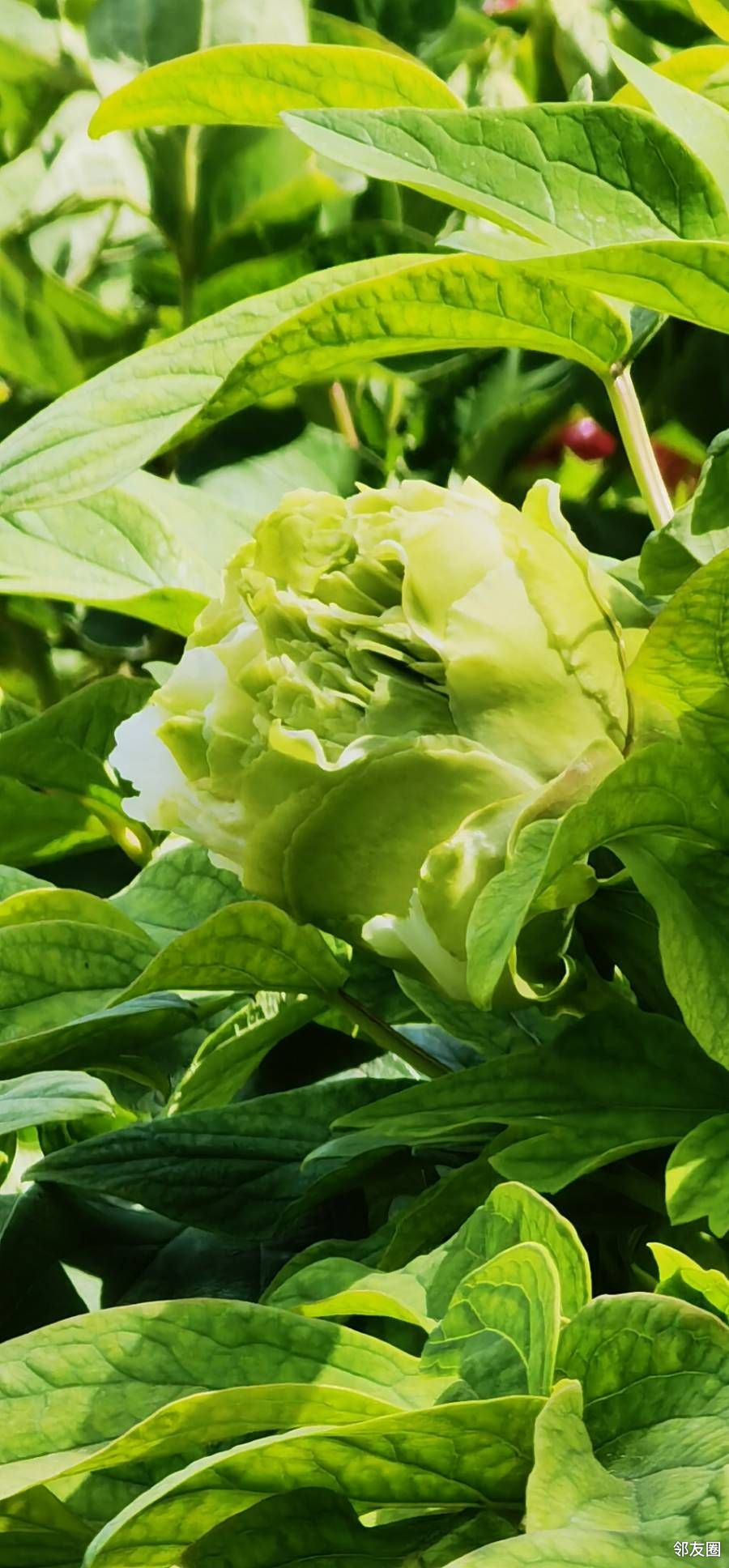 看看我昨儿大风天的午后拍的绿牡丹