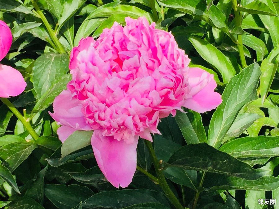 晒五一小长假欣赏景山公园盛开的双瓣芍药花