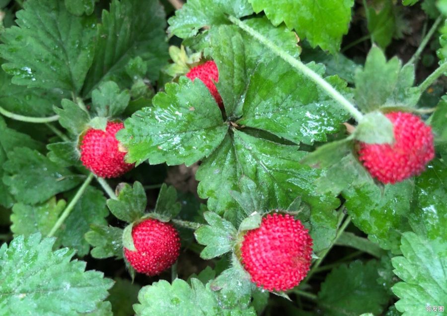 在公园里看到很多红红的小东西,我咬了一下没啥味道,谁知道这是啥?