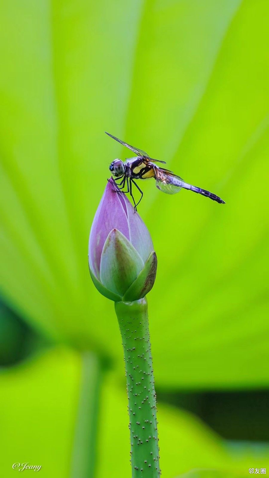 锦绣七月#蜻蜓点水爱粉荷